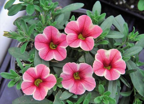 Photo de variété de fleurs à utiliser comme: Suspension / pot Calibrachoa Volcano Pink