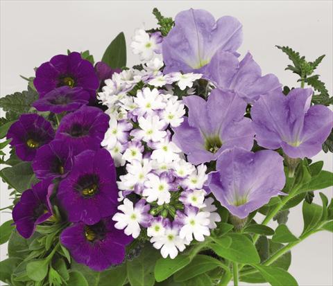 Photo de variété de fleurs à utiliser comme: Suspension / pot 3 Combo Confetti Garden Shocking Blue