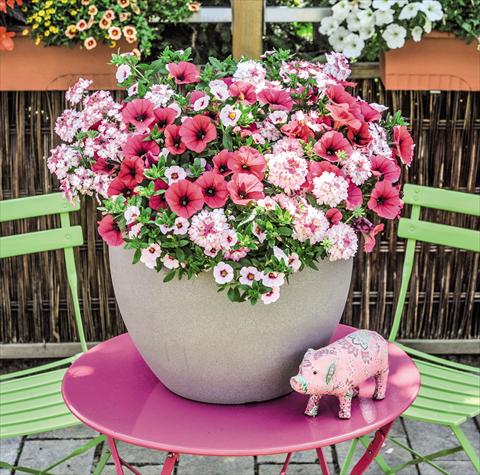 Photo de variété de fleurs à utiliser comme: Suspension / pot 3 Combo Confetti Garden Shocking Pink