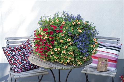 Photo de variété de fleurs à utiliser comme: Suspension / pot 3 Combo Confetti Garden Waterbury