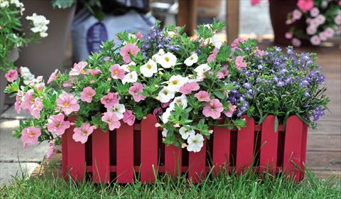Photo de variété de fleurs à utiliser comme: Suspension / pot 3 Combo Confetti Garden Waterlily