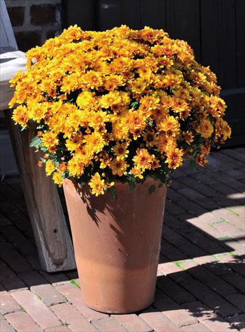 Photo de variété de fleurs à utiliser comme: Pot Chrysanthemum Cameleon
