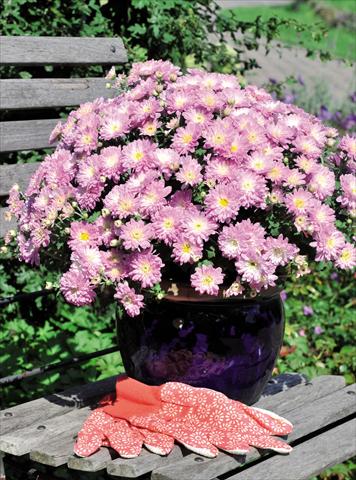 Photo de variété de fleurs à utiliser comme: Pot Chrysanthemum Daybreak Dark Apple Blossom