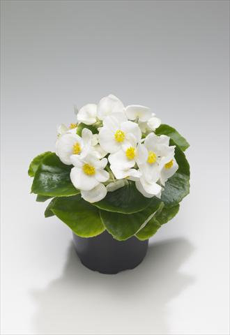 Photo de variété de fleurs à utiliser comme: Plante à massif/ plante de bordure Begonia semperflorens Royal White