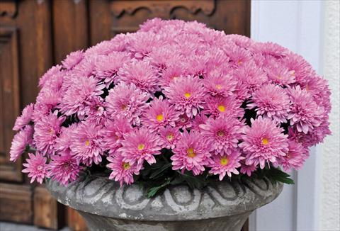 Photo de variété de fleurs à utiliser comme: Pot Chrysanthemum Mystic Mums Experimental 2014