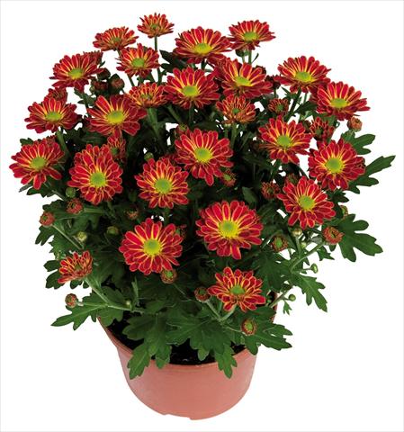 Photo de variété de fleurs à utiliser comme: Pot Chrysanthemum Swifty Orange Bicolour