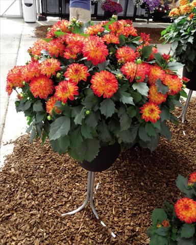 Photo de variété de fleurs à utiliser comme: Pot Dahlia x hybrida Hypnotica Tequila Sunrise