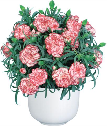 Photo de variété de fleurs à utiliser comme: Fleur coupée Dianthus caryophyllus Mediterraneo Hyeres