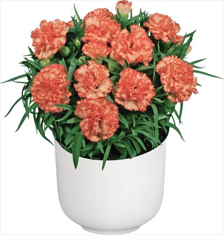 Photo de variété de fleurs à utiliser comme: Pot Dianthus caryophyllus Mediterraneo Malta