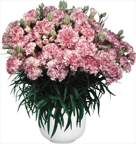 Photo de variété de fleurs à utiliser comme: Pot Dianthus caryophyllus Oriental Bien Fait