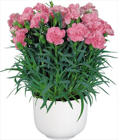 Photo de variété de fleurs à utiliser comme: Pot Dianthus caryophyllus Oriental Camille Pink