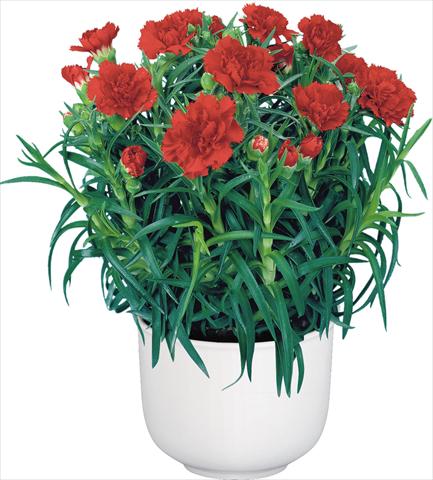 Photo de variété de fleurs à utiliser comme: Pot Dianthus caryophyllus Sprint Bosco