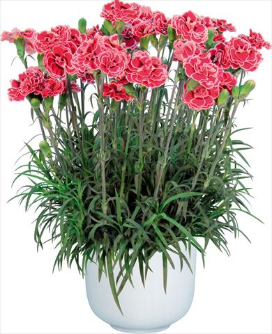 Photo de variété de fleurs à utiliser comme: Pot Dianthus caryophyllus Sprint Mondriaan