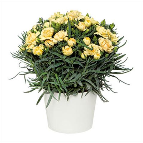 Photo de variété de fleurs à utiliser comme: Pot Dianthus caryophyllus Sprint Quevedo