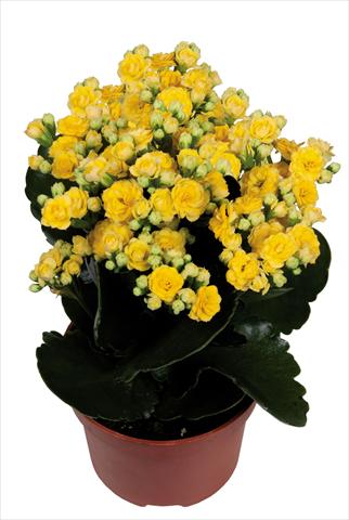 Photo de variété de fleurs à utiliser comme: Pot Kalanchoe Calandiva Bleeth