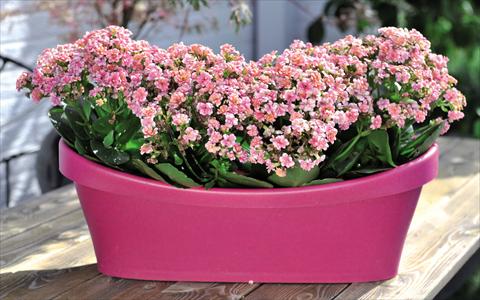 Photo de variété de fleurs à utiliser comme: Pot Kalanchoe Calandiva Cadillac Pink