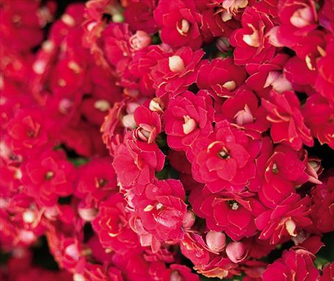 Photo de variété de fleurs à utiliser comme: Pot Kalanchoe Decorative Rubio