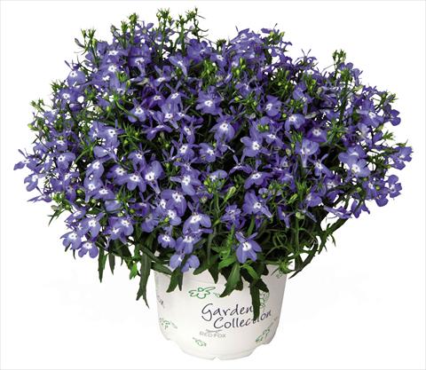 Photo de variété de fleurs à utiliser comme: Pot Lobelia Bella Mare