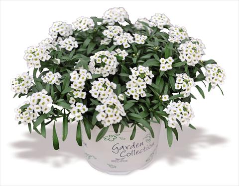 Photo de variété de fleurs à utiliser comme: Pot Lobularia maritima Yolo White