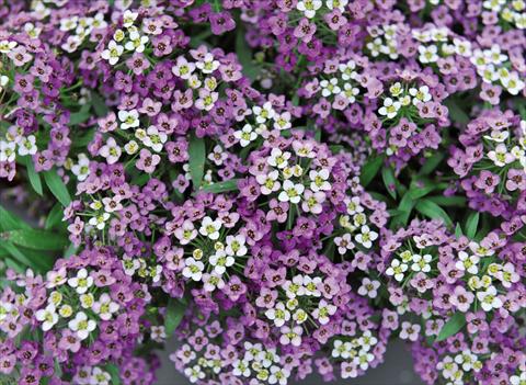 Photo de variété de fleurs à utiliser comme: Pot Lobularia maritima Yolo Lavender
