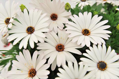 Photo de variété de fleurs à utiliser comme: Pot Osteospermum Margarita Supreme White