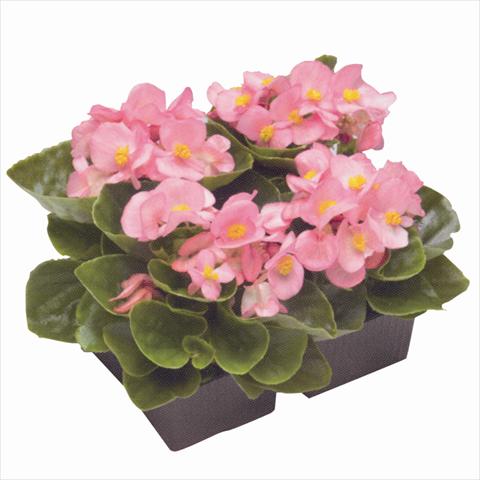 Photo de variété de fleurs à utiliser comme: Plante à massif/ plante de bordure Begonia semperflorens Royal Coral