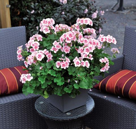 Photo de variété de fleurs à utiliser comme: Pot Pelargonium interspec. Schöne von Rheinberg White Splash
