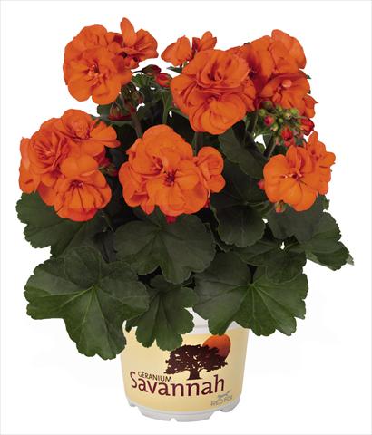 Photo de variété de fleurs à utiliser comme: Pot Pelargonium zonale Savannah Oh so Orange