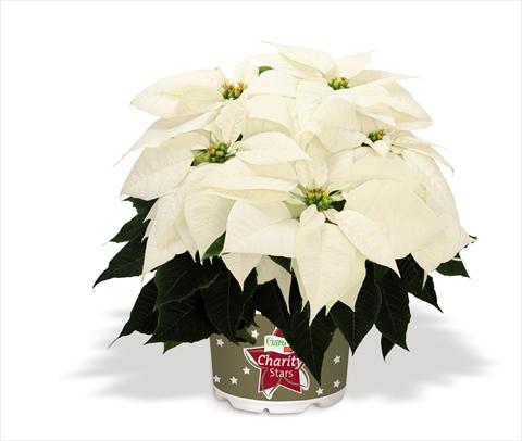 Photo de variété de fleurs à utiliser comme: Pot Poinsettia - Euphorbia pulcherrima Glace Early