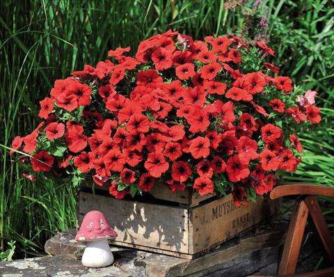 Photo de variété de fleurs à utiliser comme: Suspension / pot Petunia hybrida Potunia Dark Red 2015