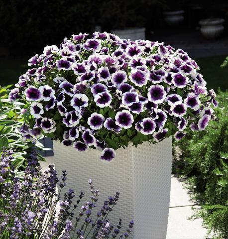 Photo de variété de fleurs à utiliser comme: Suspension / pot Petunia hybrida Potunia Purple Halo