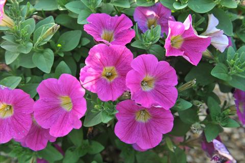 Photo de variété de fleurs à utiliser comme: Suspension / pot Petunia hybrida Sweetunia Hot Pink Lemonade
