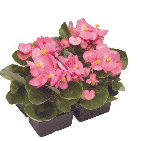 Photo de variété de fleurs à utiliser comme: Plante à massif/ plante de bordure Begonia semperflorens Royal Rose