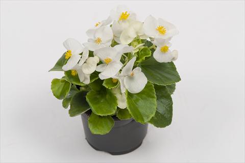 Photo de variété de fleurs à utiliser comme: Pot et Plante à massif Begonia semperflorens Alfa White