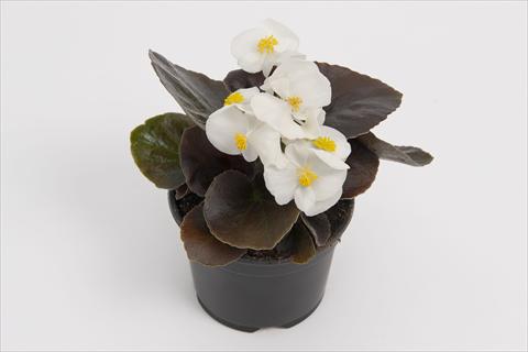 Photo de variété de fleurs à utiliser comme: Pot et Plante à massif Begonia semperflorens Senator White Improved