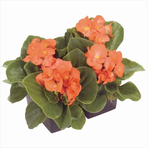 Photo de variété de fleurs à utiliser comme: Plante à massif/ plante de bordure Begonia semperflorens Royal Salmon Orange