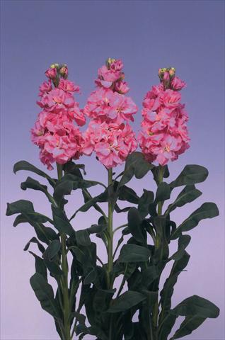 Photo de variété de fleurs à utiliser comme: Pot et Plante à massif Matthiola incana Iron Deep Pink