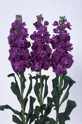Photo de variété de fleurs à utiliser comme: Pot et Plante à massif Matthiola incana Iron Purple