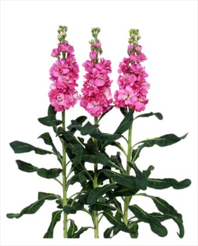 Photo de variété de fleurs à utiliser comme: Pot et Plante à massif Matthiola incana Iron Rose Pink