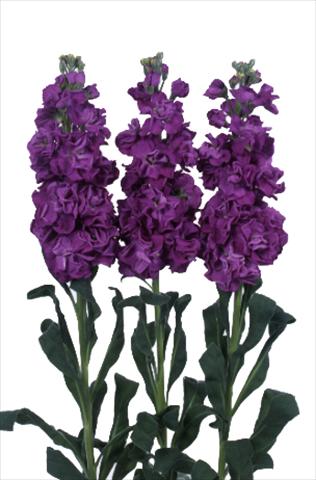 Photo de variété de fleurs à utiliser comme: Pot et Plante à massif Matthiola incana Iron Purple