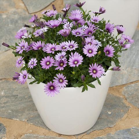 Photo de variété de fleurs à utiliser comme: Pot et Plante à massif Osteospermum ecklonis Cape Daisy Eye Catcher Purple