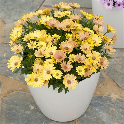 Photo de variété de fleurs à utiliser comme: Pot et Plante à massif Osteospermum ecklonis Cape Daisy Magic Sunrise