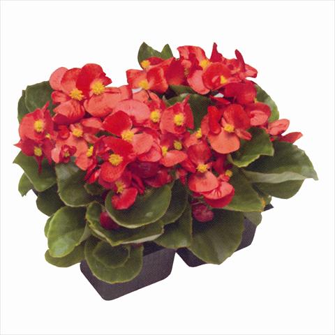 Photo de variété de fleurs à utiliser comme: Plante à massif/ plante de bordure Begonia semperflorens Royal Scarlet