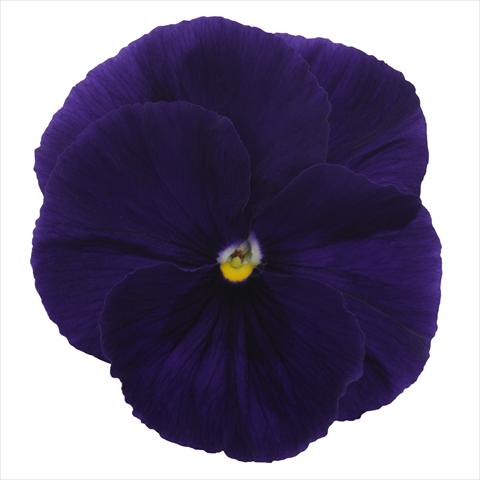 Photo de variété de fleurs à utiliser comme: Plante à massif, pot ou Suspension Viola wittrockiana Dynamite Clear Purple