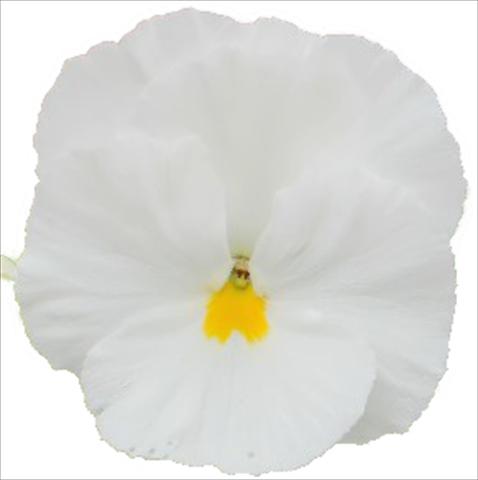Photo de variété de fleurs à utiliser comme: Plante à massif, pot ou Suspension Viola wittrockiana Dynamite Clear White