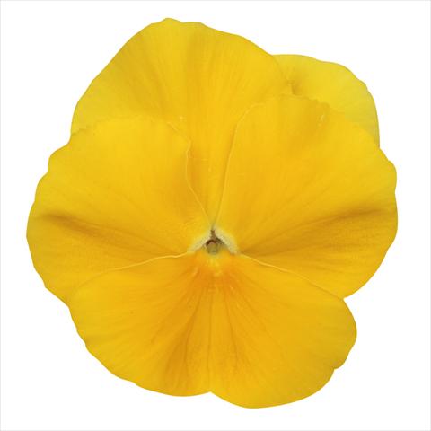 Photo de variété de fleurs à utiliser comme: Plante à massif, pot ou Suspension Viola wittrockiana Dynamite Clear Yellow