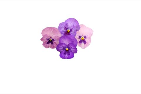 Photo de variété de fleurs à utiliser comme: Plante à massif, pot ou Suspension Viola wittrockiana Dynamite Lavender Shades