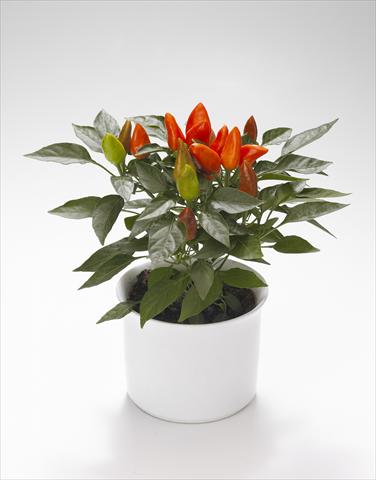 Photo de variété de fleurs à utiliser comme: Suspension / pot Capsicum annuum Calypso Deep Orange
