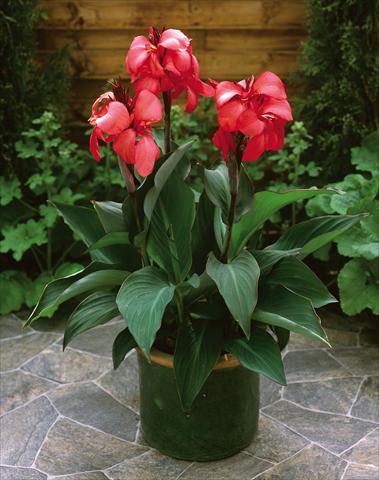 Photo de variété de fleurs à utiliser comme: Pot Canna hybrida Cannova Rose