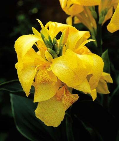 Photo de variété de fleurs à utiliser comme: Pot Canna hybrida Cannova Yellow